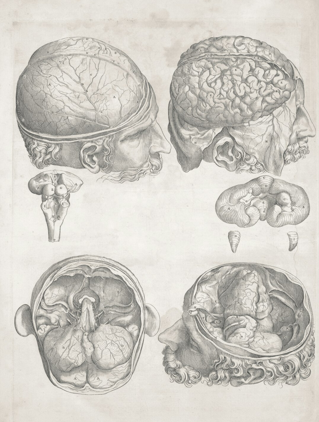 brain mind illustration